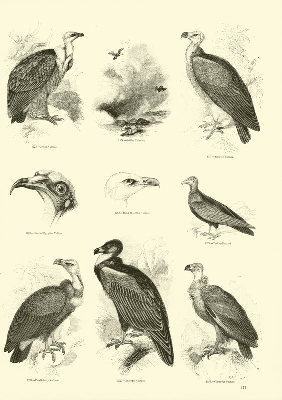 Side fra The Pictorial Museum of Animated Nature av English School