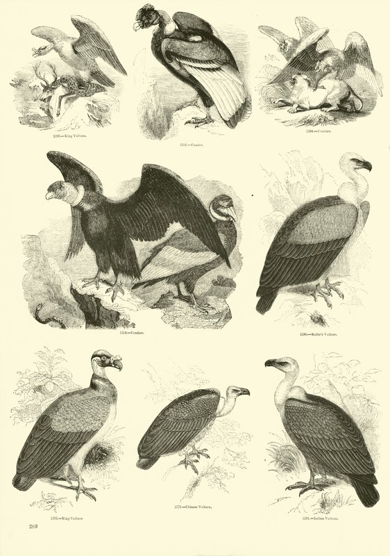 Side fra The Pictorial Museum of Animated Nature av English School