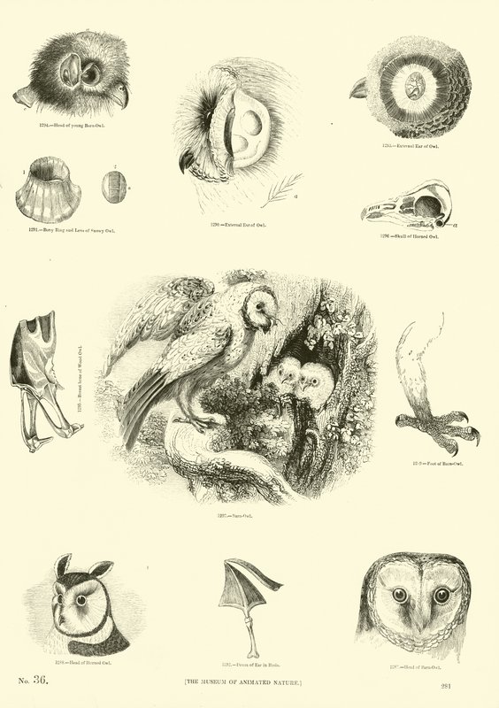 Side fra The Pictorial Museum of Animated Nature av English School
