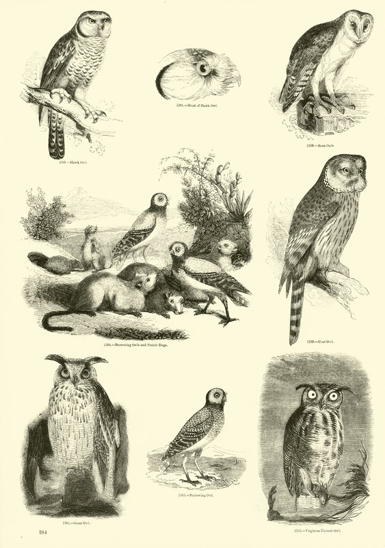 Side fra The Pictorial Museum of Animated Nature av English School