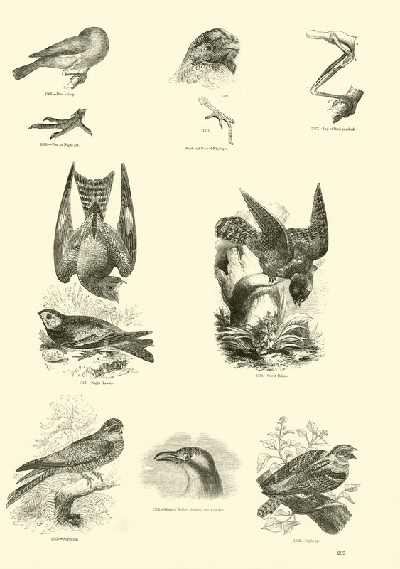 Side fra The Pictorial Museum of Animated Nature av English School