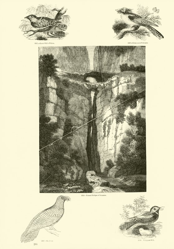 Side fra The Pictorial Museum of Animated Nature av English School