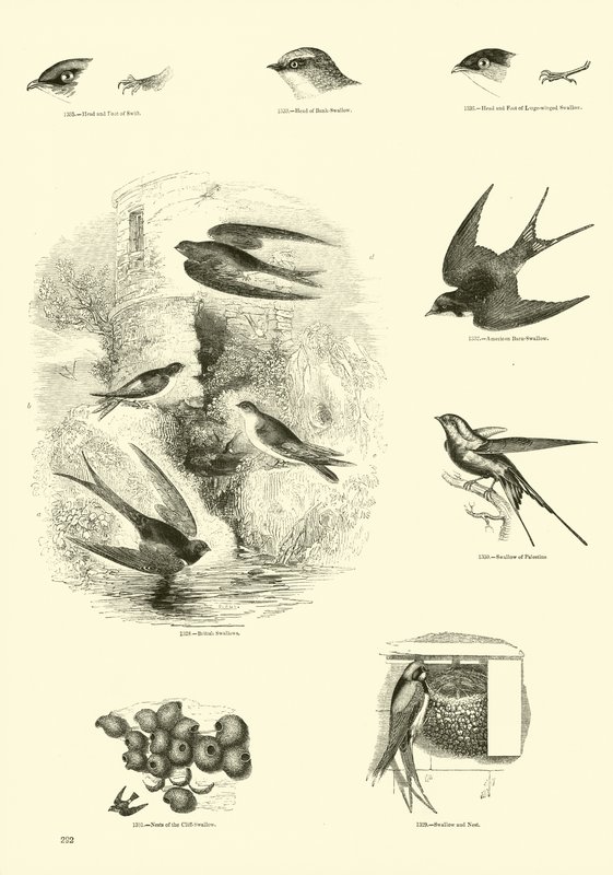 Side fra The Pictorial Museum of Animated Nature av English School