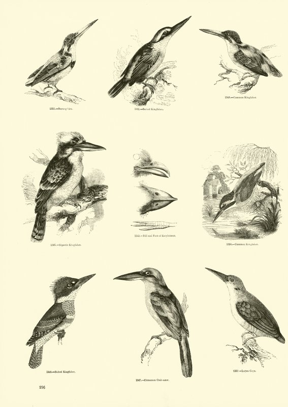 Side fra The Pictorial Museum of Animated Nature av English School