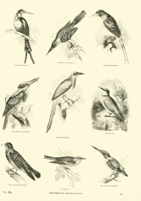 Side fra The Pictorial Museum of Animated Nature av English School