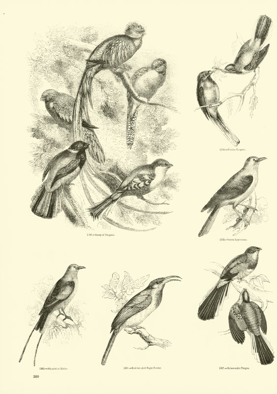 Side fra The Pictorial Museum of Animated Nature av English School