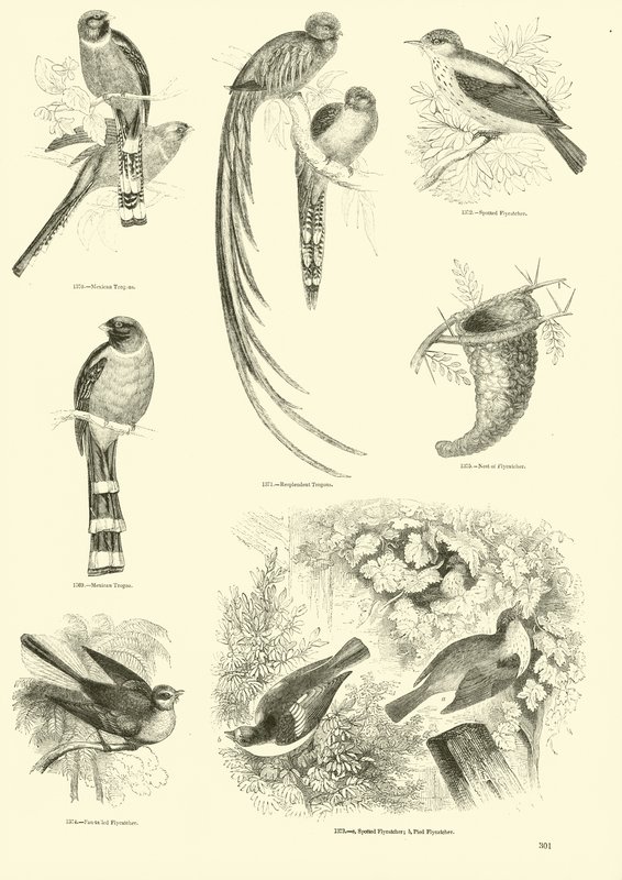 Side fra The Pictorial Museum of Animated Nature av English School