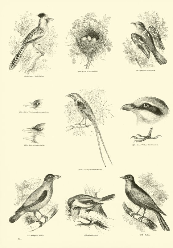 Side fra The Pictorial Museum of Animated Nature av English School