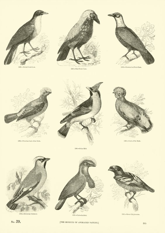 Side fra The Pictorial Museum of Animated Nature av English School