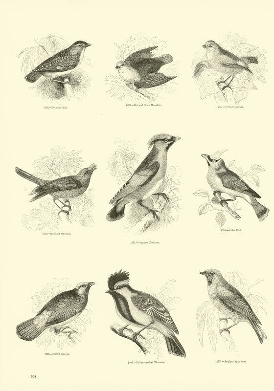 Side fra The Pictorial Museum of Animated Nature av English School