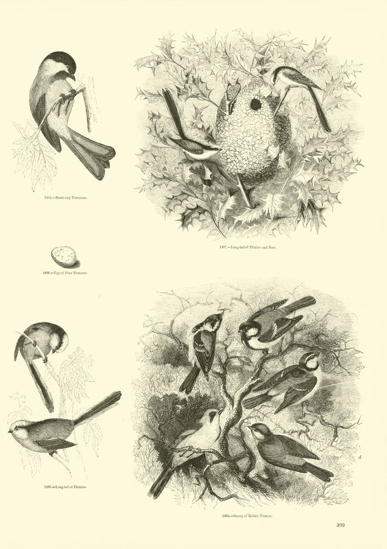 Side fra The Pictorial Museum of Animated Nature av English School