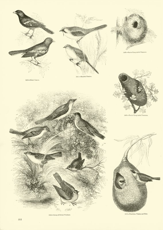 Side fra The Pictorial Museum of Animated Nature av English School