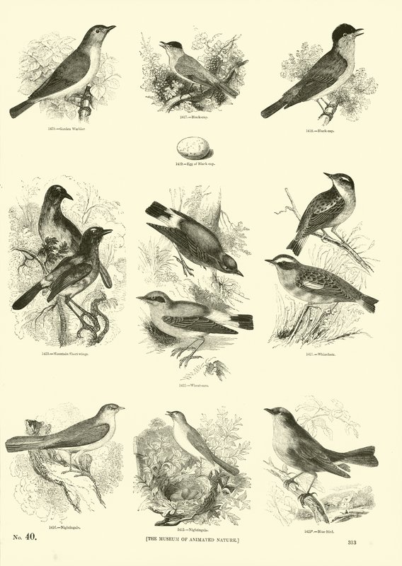 Side fra The Pictorial Museum of Animated Nature av English School