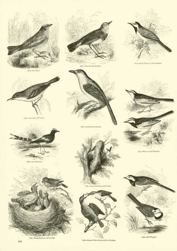 Side fra The Pictorial Museum of Animated Nature av English School