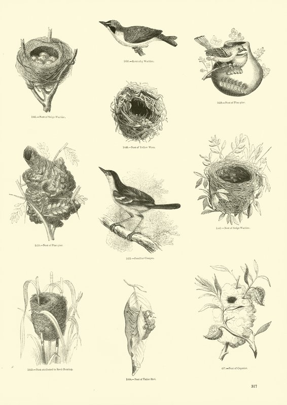 Side fra The Pictorial Museum of Animated Nature av English School