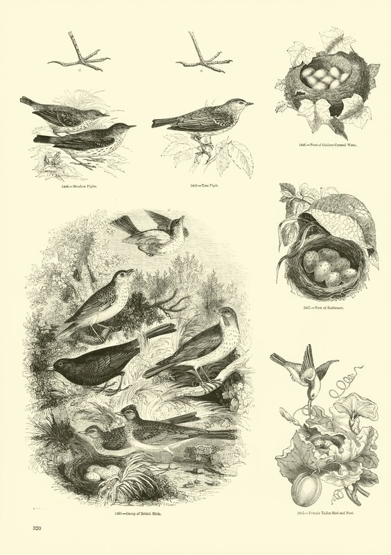 Side fra The Pictorial Museum of Animated Nature av English School