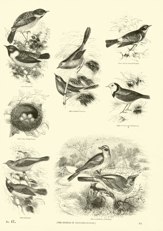 Side fra The Pictorial Museum of Animated Nature av English School