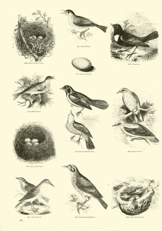 Side fra The Pictorial Museum of Animated Nature av English School