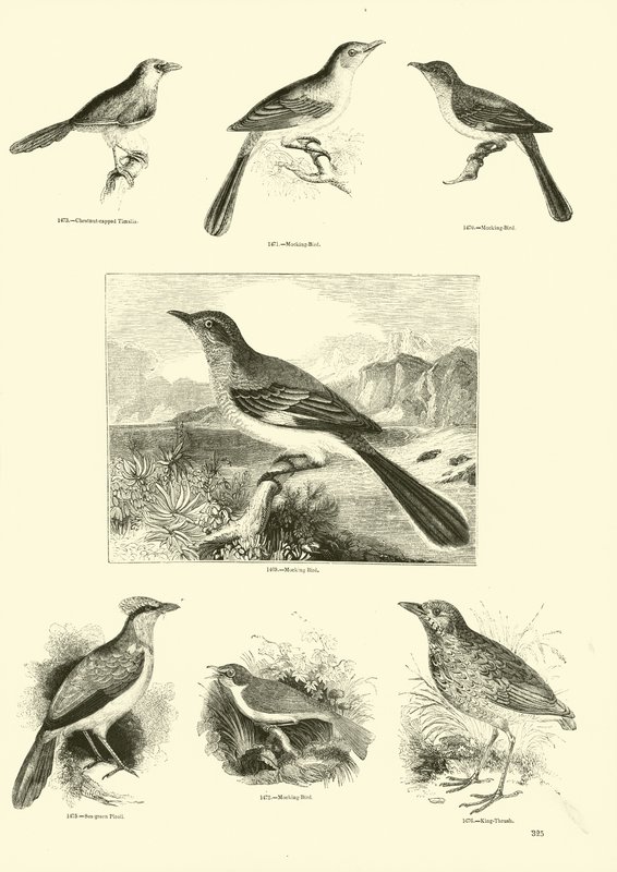 Side fra The Pictorial Museum of Animated Nature av English School