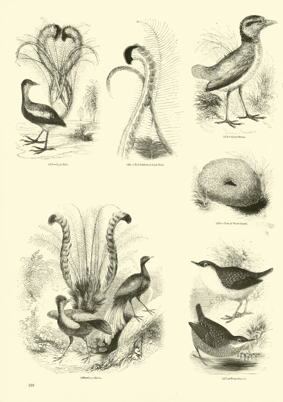Side fra The Pictorial Museum of Animated Nature av English School
