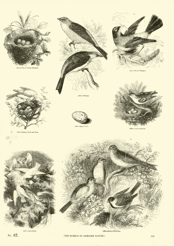 Side fra The Pictorial Museum of Animated Nature av English School