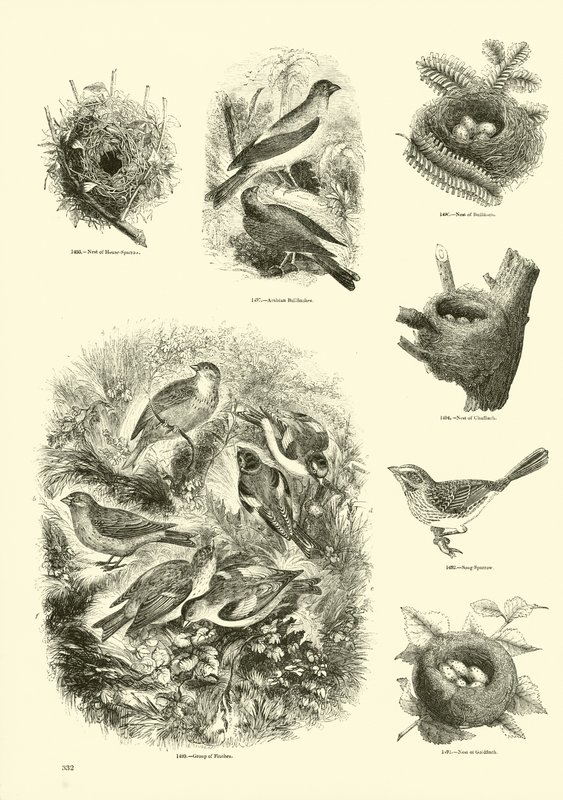Side fra The Pictorial Museum of Animated Nature av English School