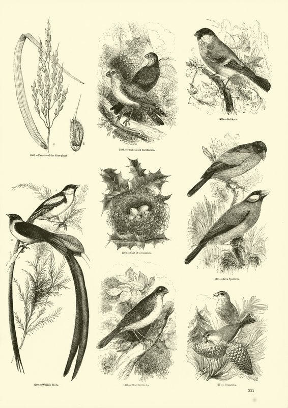 Side fra The Pictorial Museum of Animated Nature av English School