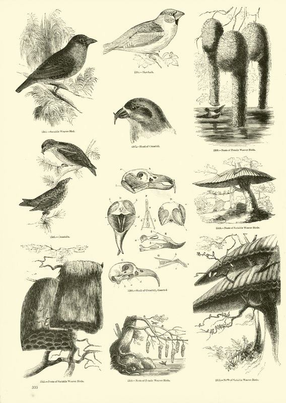 Side fra The Pictorial Museum of Animated Nature av English School