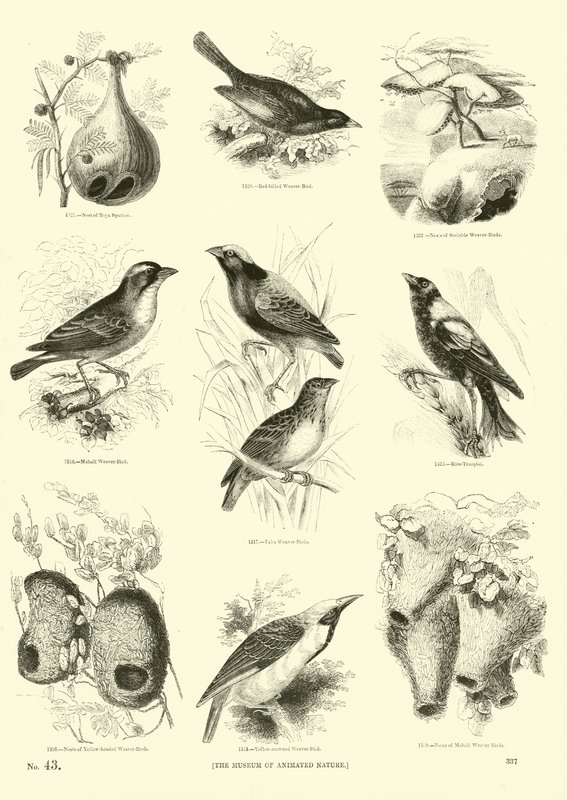 Side fra The Pictorial Museum of Animated Nature av English School