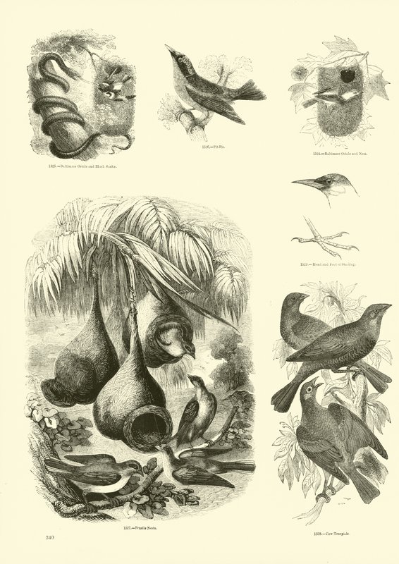 Side fra The Pictorial Museum of Animated Nature av English School