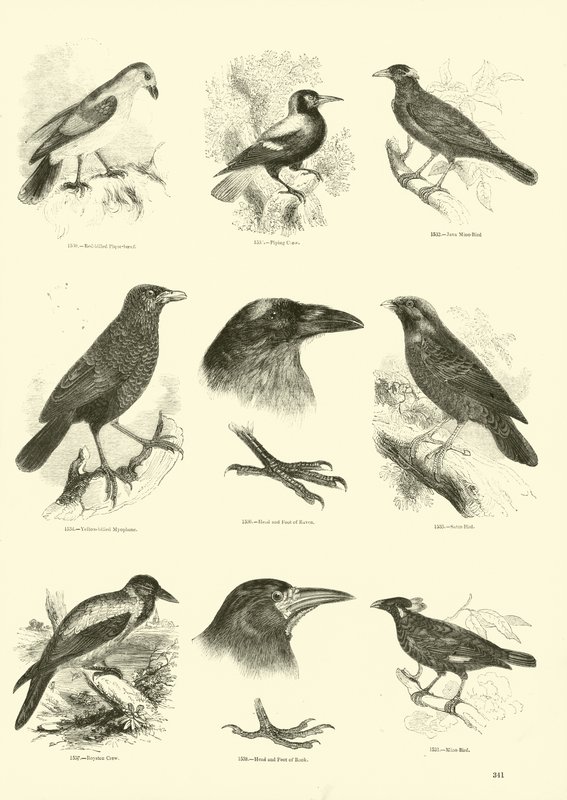 Side fra The Pictorial Museum of Animated Nature av English School