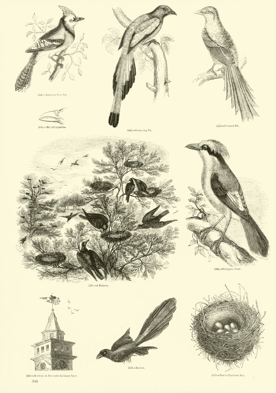Side fra The Pictorial Museum of Animated Nature av English School