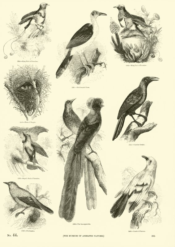 Side fra The Pictorial Museum of Animated Nature av English School