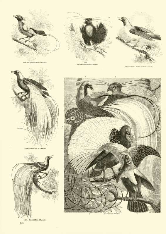 Side fra The Pictorial Museum of Animated Nature av English School