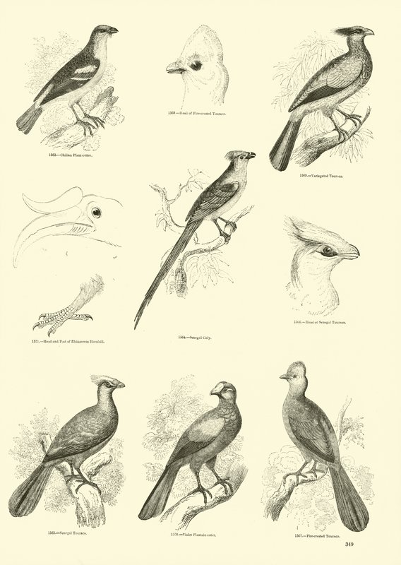 Side fra The Pictorial Museum of Animated Nature av English School