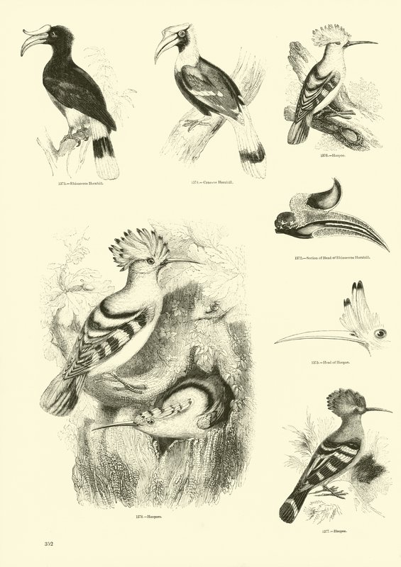 Side fra The Pictorial Museum of Animated Nature av English School