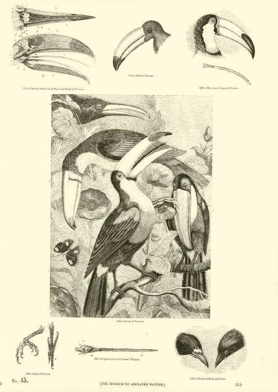 Side fra The Pictorial Museum of Animated Nature av English School