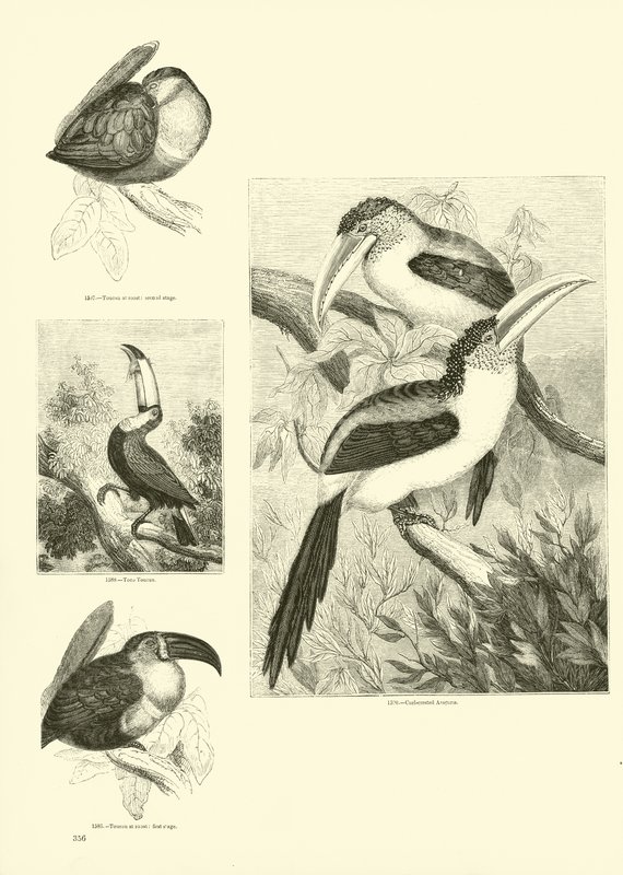 Side fra The Pictorial Museum of Animated Nature av English School