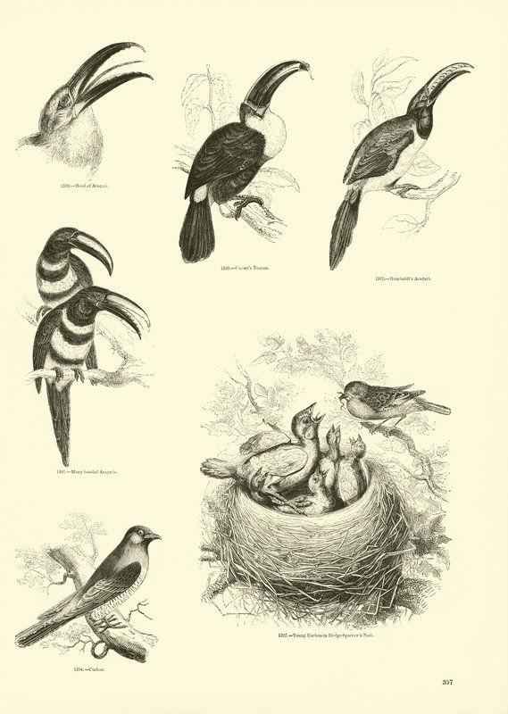 Side fra The Pictorial Museum of Animated Nature av English School