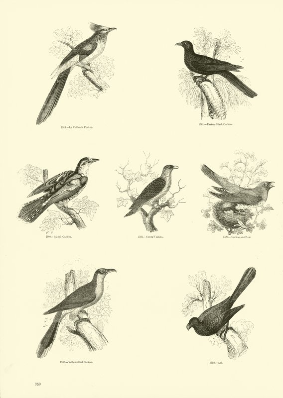Side fra The Pictorial Museum of Animated Nature av English School