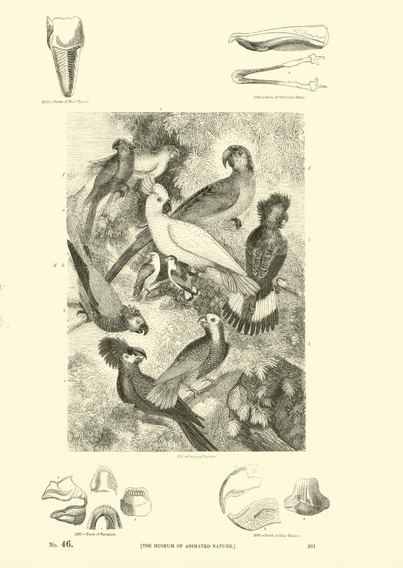 Side fra The Pictorial Museum of Animated Nature av English School