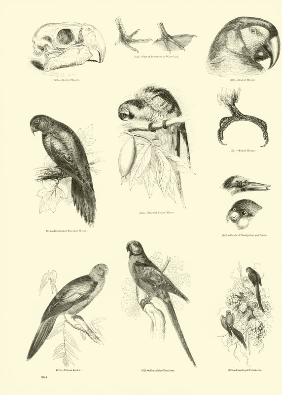 Side fra The Pictorial Museum of Animated Nature av English School