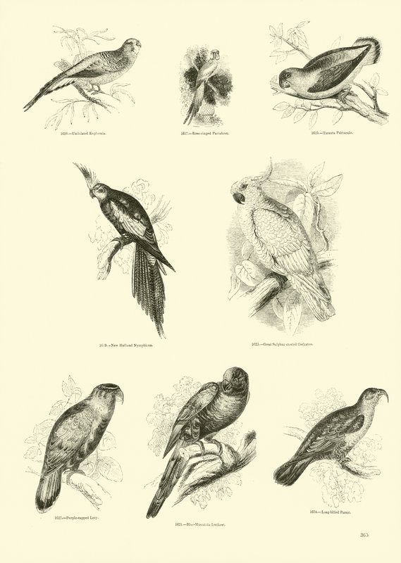 Side fra The Pictorial Museum of Animated Nature av English School