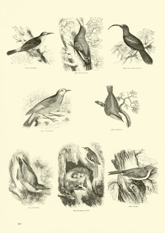 Side fra The Pictorial Museum of Animated Nature av English School