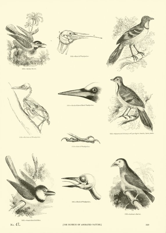 Side fra The Pictorial Museum of Animated Nature av English School