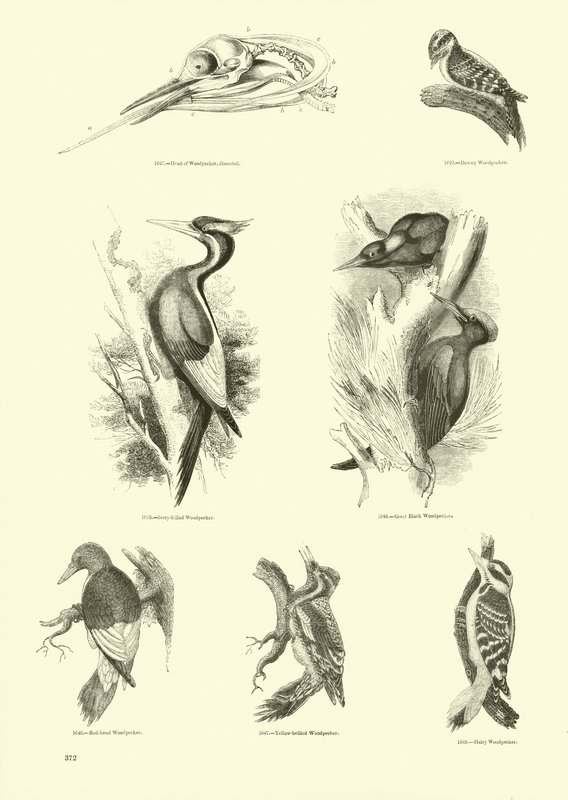 Side fra The Pictorial Museum of Animated Nature av English School