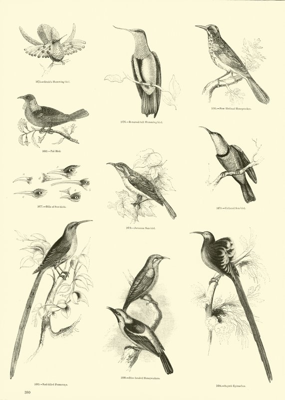 Side fra The Pictorial Museum of Animated Nature av English School