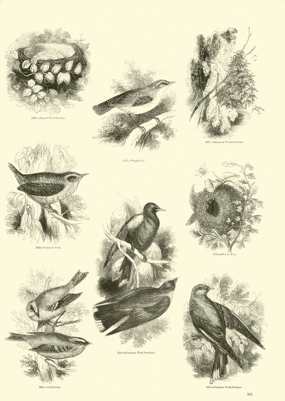 Side fra The Pictorial Museum of Animated Nature av English School