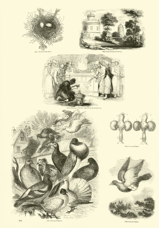 Side fra The Pictorial Museum of Animated Nature av English School
