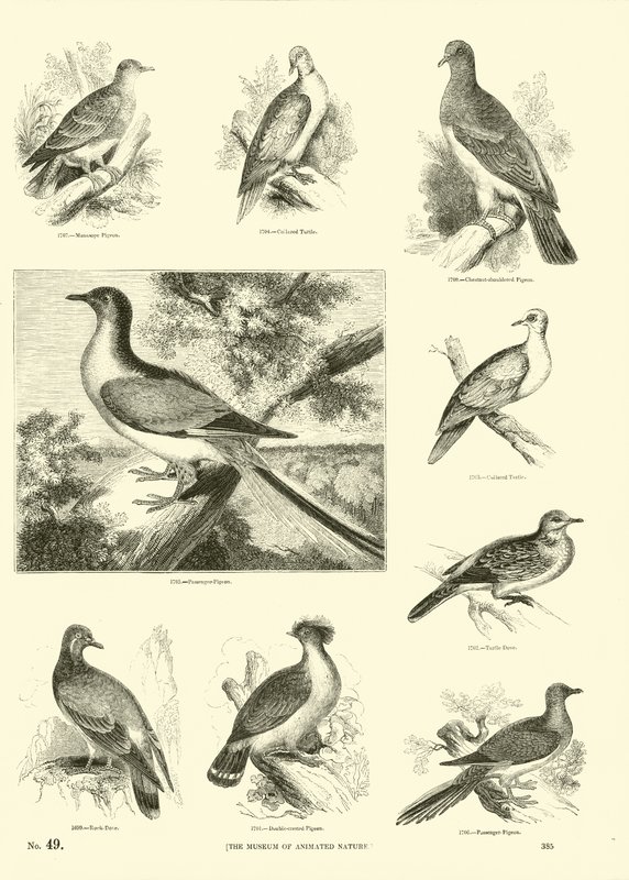 Side fra The Pictorial Museum of Animated Nature av English School